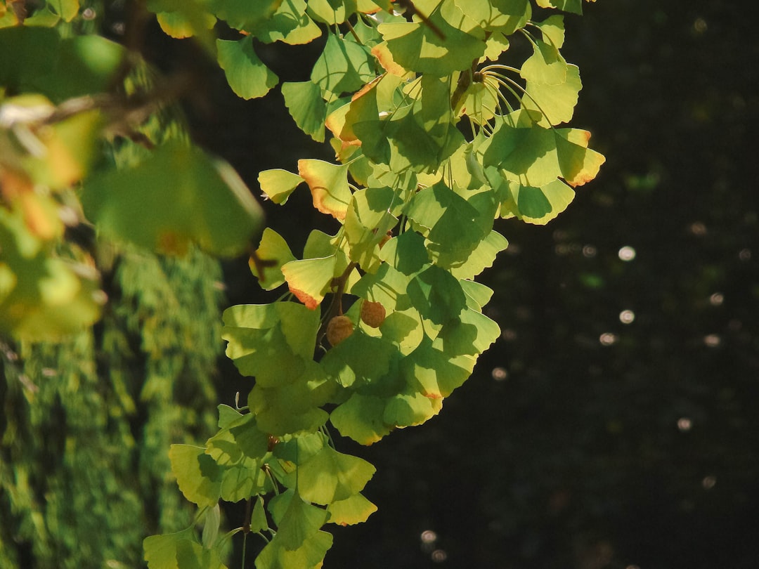 a close up of a tree with green leaves
