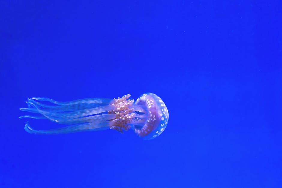 A stunning jellyfish gracefully glides in the deep blue ocean, showcasing its translucent beauty.