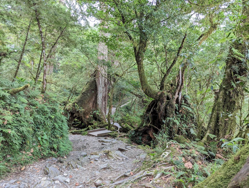 A serene forest trail in Taiwan's Yilan County, featuring moss-covered trees and a rocky path.