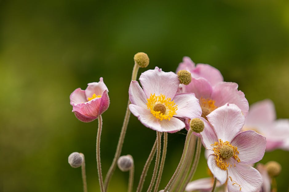 Beautiful pink anemone flowers blooming with a fresh, natural background.