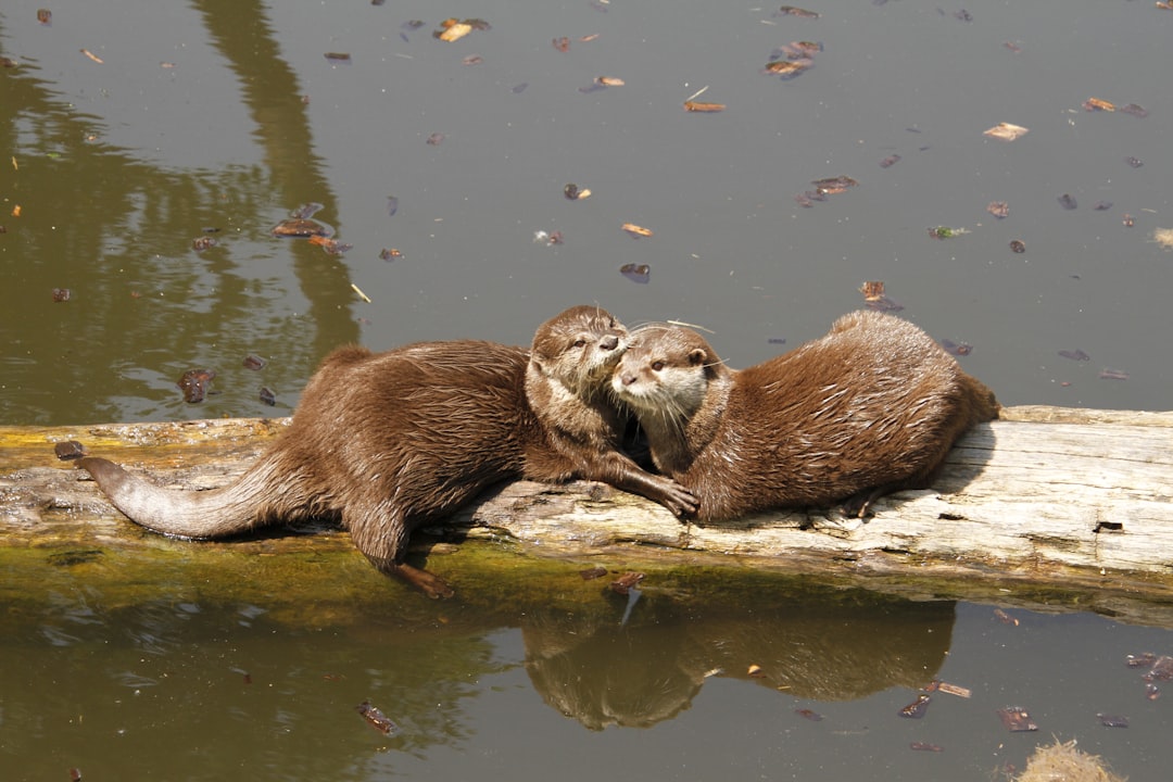 two otters sitting on a log in the water